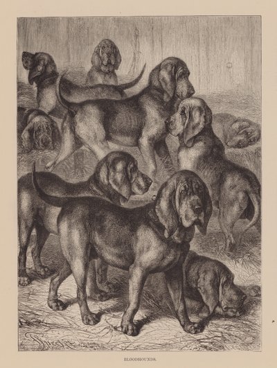 Cães de caça (gravura) de English School