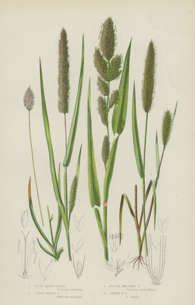 Erva Moura Azul, Erva de Panico Solto, Erva de cerdas ásperas, Erva de cerdas verdes (cor litho) de English School