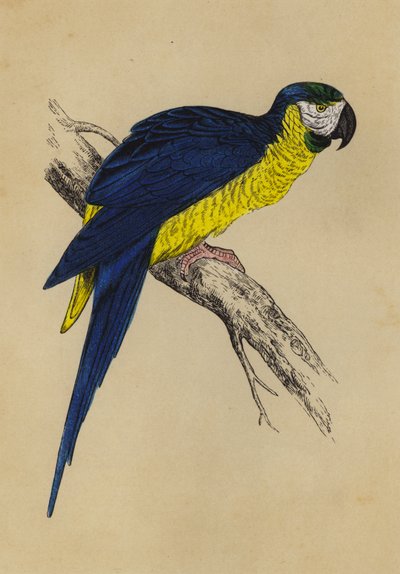 Arara Azul e Amarela (cor litho) de English School