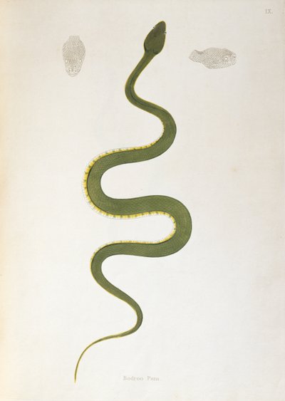 Bodroo Pam Snake de uma conta de serpentes indianas coletadas da costa de Coromandel por Patrick Russell, Londres, 1796 de English School