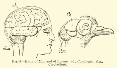 Cérebro do Homem e do Pombo de English School