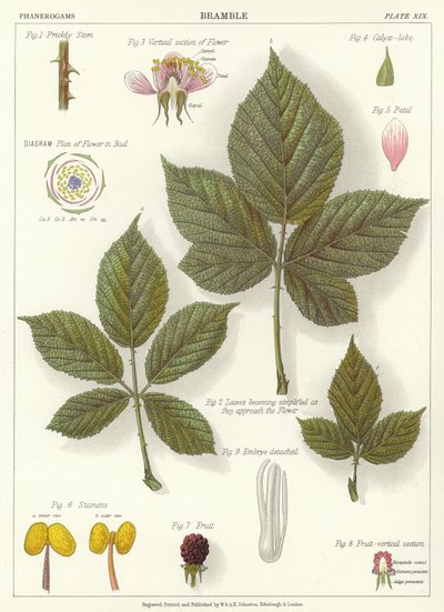 Bramble de English School