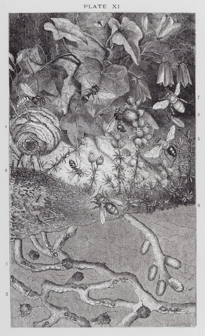 Insectos britânicos: Formigas, vespas e abelhas solitárias (gravura) de English School