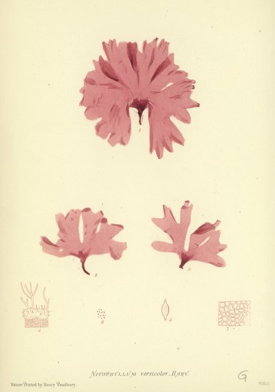 Erva Daninha Britânica (natureza impressa) de English School