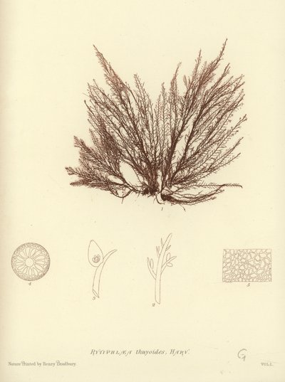 Erva Daninha Britânica (natureza impressa) de English School