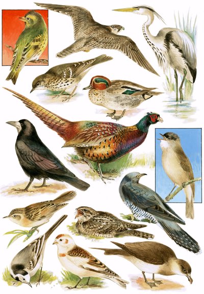 Aves britânicas de English School