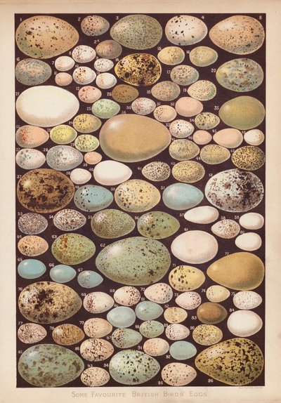 Ovos de aves britânicas (chromolitho) de English School