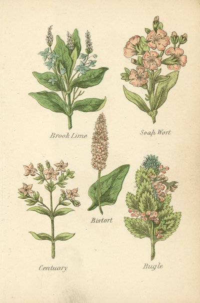 Tília de ribeiro, Mosto de sabão, Bistort, Centuary, Bugle (litografia a cores) de English School