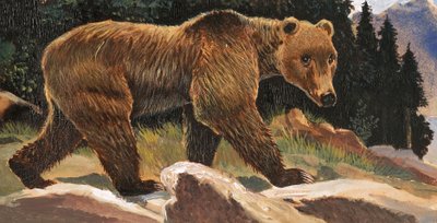 Urso Marrom (Urso Kodiak) de English School