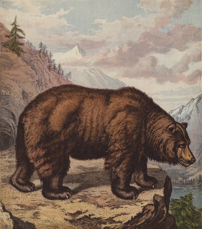 Urso Castanho (cor litho) de English School
