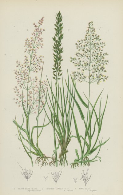 Erva Dobrada Castanha, Erva Dobrada de Cardo, Erva Dobrada Fina (cor litho) de English School