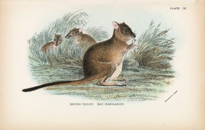 Rato-Canguru-de-cauda-pincelada de English School