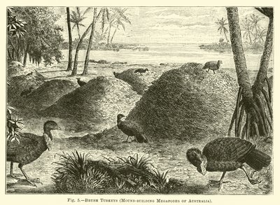 Escova de perus, Megapodes Mound-edifício da Austrália de English School