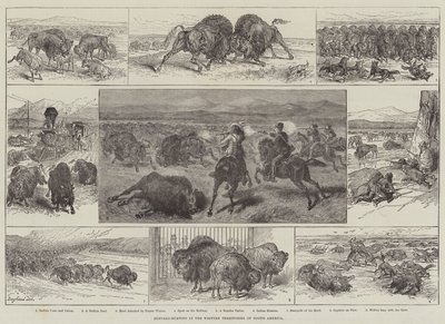Caça ao Búfalo nos Territórios Ocidentais da América do Norte (gravura) de English School