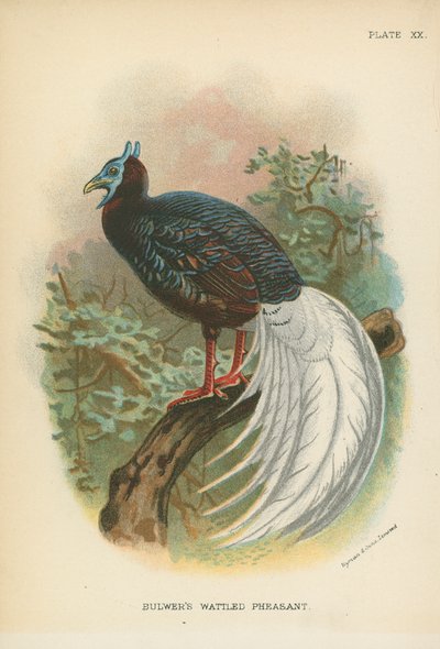 Faisão Wattled de Bulwer de English School