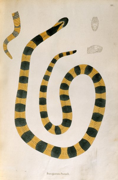 Bungarum Pamah Snake de uma conta de serpentes indianas coletadas da costa de Coromandel por Patrick Russell, Londres, 1796 de English School