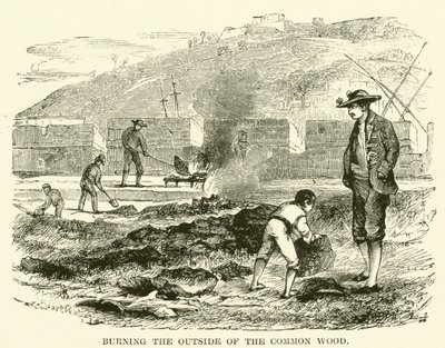Queimar o exterior da madeira comum (gravura) de English School