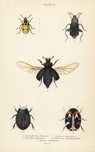 Besouro enterrado, Nicrophorus humator 1, besouros de carniça, Necrodes littoralis 2, Dendroxena quadrimaculata 3, besouro do tapete, Anthrenus scrophulariae 4, e Hister quadrimaculatus var de English School