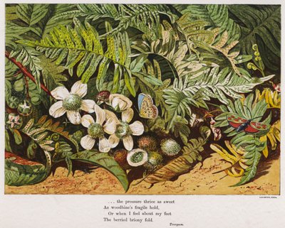 Borboletas, samambaias e flores (gravura colorida) de English School