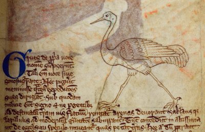 Lit-CCA - D - 10 fol. Guindaste 14r, de Bestiary de English School