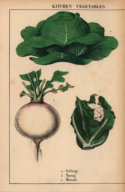 Repolho, nabo e brócolis [brócolis] , de "The Instructive Picture Book, or Lessons from the Vegetable World", [Charlotte Mary Yonge], Edimburgo de English School
