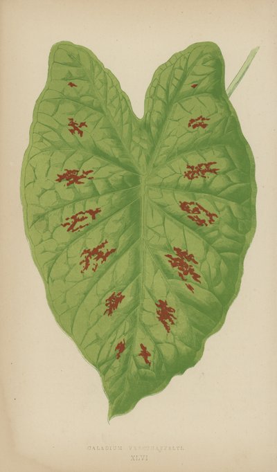 Caladium Verschaffelti de English School