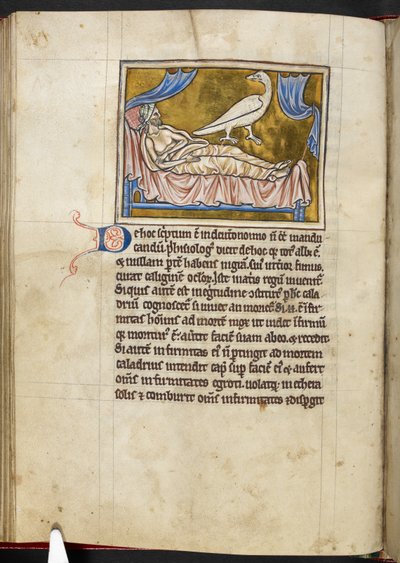 Caladrius-Vogel - Bestiarium, Royal MS 12 C XIX, f.47v von English School