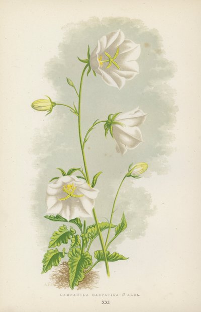 Campanula Carpatica B Alba (cor litho) de English School