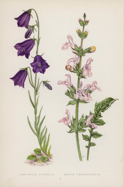 Campanula Linifolia; Salvia Taraxacifolia (cor litho) de English School