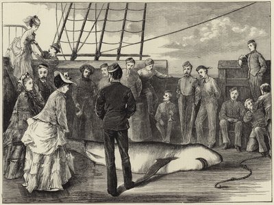 Captura de um tubarão nos trópicos de English School