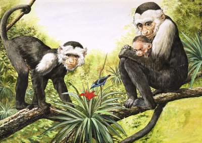 Macacos-prego, ilustração de "O País das Maravilhas da Natureza de English School