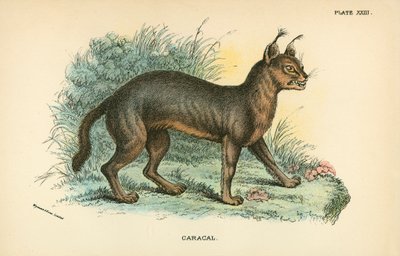 caracal de English School