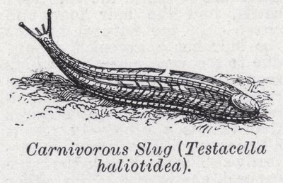 lesma carnívora, Testacella haliotidea (litho) de English School