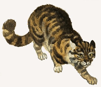 Gato de English School