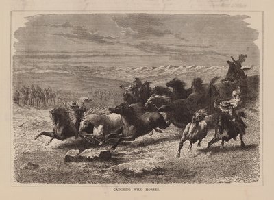 Apanhar cavalos selvagens (gravura) de English School