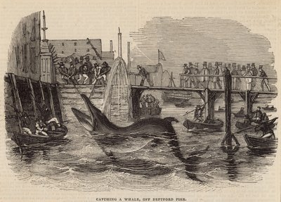 Pegando uma baleia em Deptford Pier de English School