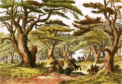 Cedros do Líbano de English School