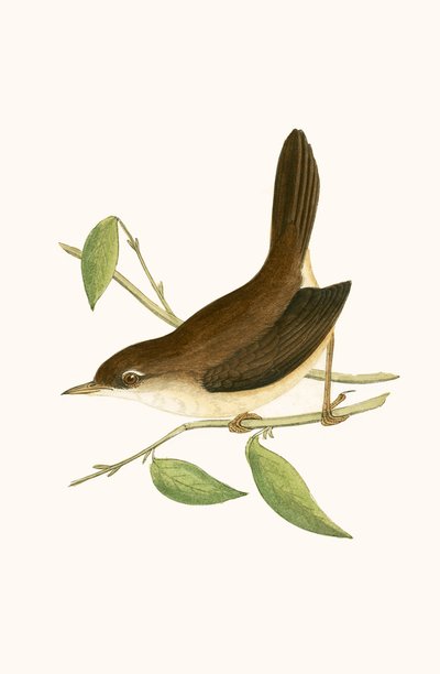 Cetti&39;s Warbler, ilustração de "Uma História das Aves da Europa Não Observadas nas Ilhas Britânicas", de Charles Robert Bree (1811-1886), publicada em 1867 de English School
