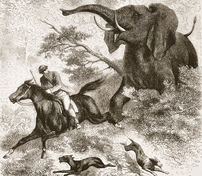 Perseguido por um elefante, ilustração da edição pictórica da vida e das descobertas de David Livingstone por J. Ewing Richie, bar. por A. Fullarton & Co., 1876 de English School