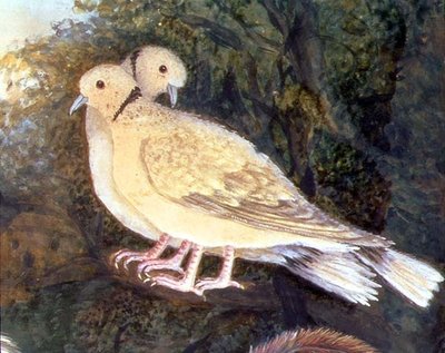 Galinha e Pombas perto de uma Fazenda, detalhe de pombas (aguarela, guache sobre papel) (detalhe de 93278) de English School