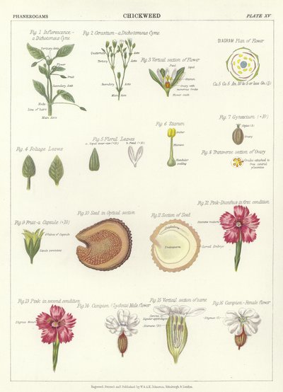 Chickweed de English School
