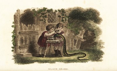 Crianças que usam colheres para bater na cabeça de uma cobra negra que bebe avidamente de um pires de leite de English School