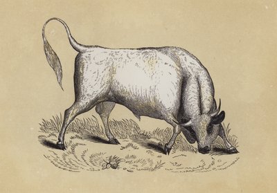 Chillingham Wild Bull (cor litho) de English School