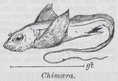 Quimera (litho) de English School