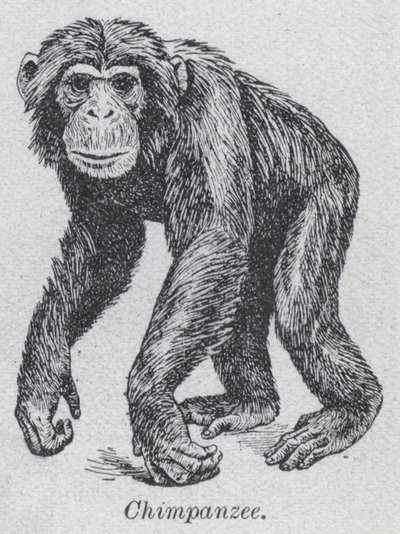 Chimpanzé (litho) de English School