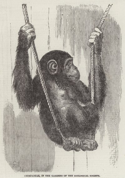 Chimpanzé, nos Jardins da Sociedade Zoológica (gravura) de English School