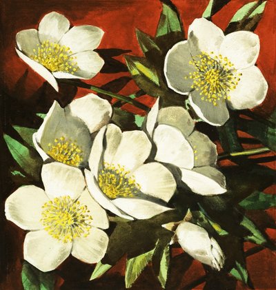 Rosas de Natal de English School