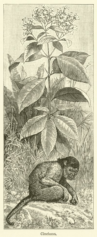 Cinchona (gravura) de English School