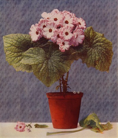 Cineraria (fotogravura) de English School