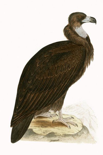 Abutre Cinereous, ilustração de "Uma História das Aves da Europa Não Observadas nas Ilhas Britânicas", de Charles Robert Bree (1811-1886), publicado em 1867 (cor litho) de English School